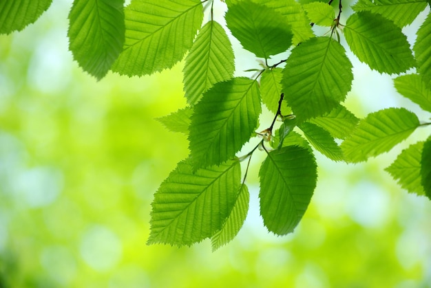 Feuilles vertes sur fond vert