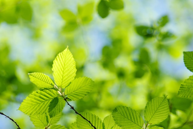 Feuilles vertes sur fond vert