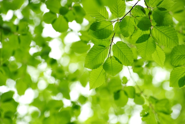 Feuilles vertes sur fond vert