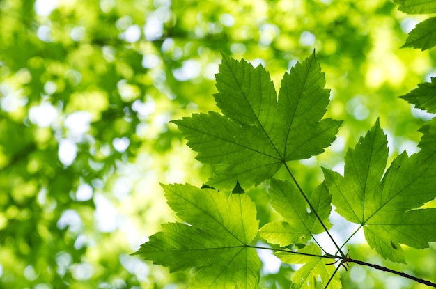 Feuilles vertes sur fond vert