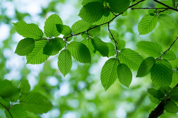 Feuilles vertes sur la forêt d'été