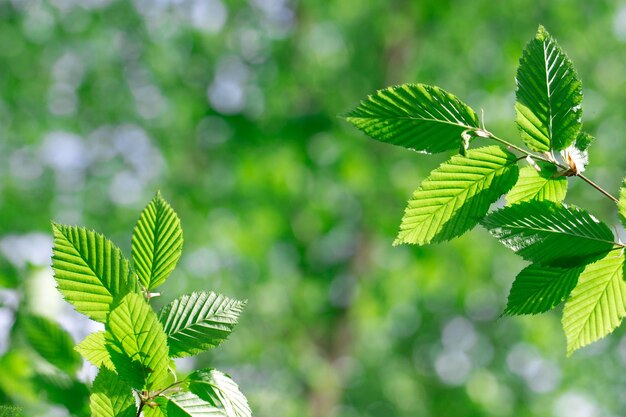 Feuilles vertes sur la forêt d'été