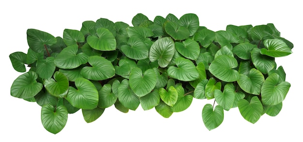 Des feuilles vertes en forme de cœur de la plante Homalomena isolées sur un fond blanc