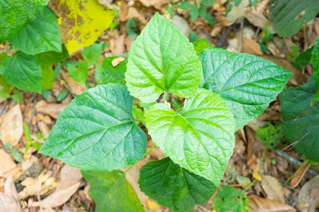 Les feuilles vertes en forme de cœur sont naturellement présentes. Feuilles en forme de cœur aux bords dentelés verts.