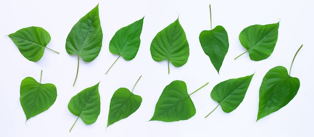 Feuilles vertes en forme de coeur sur une surface blanche