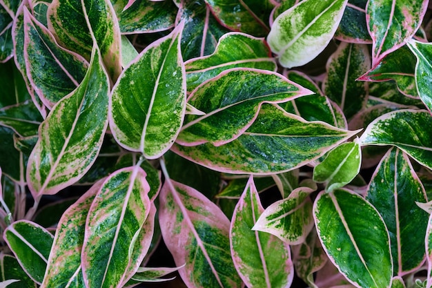 Des feuilles vertes fraîches d'Aglaonema en gros plan.