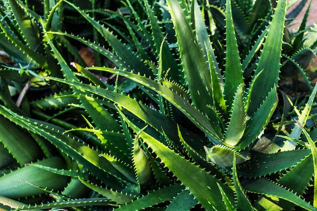 Feuilles vertes fraîches d'aloe vera se bouchent.