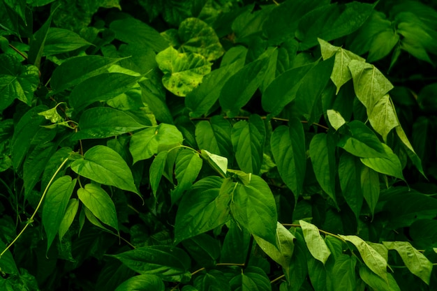 Feuilles vertes fraîches après la pluie nature sombre