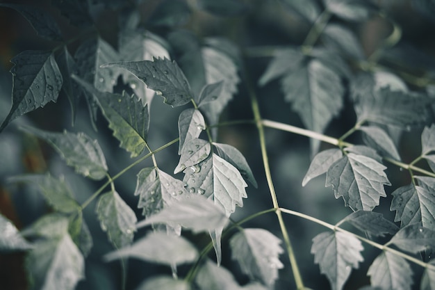 Feuilles vertes fraîches après la pluie