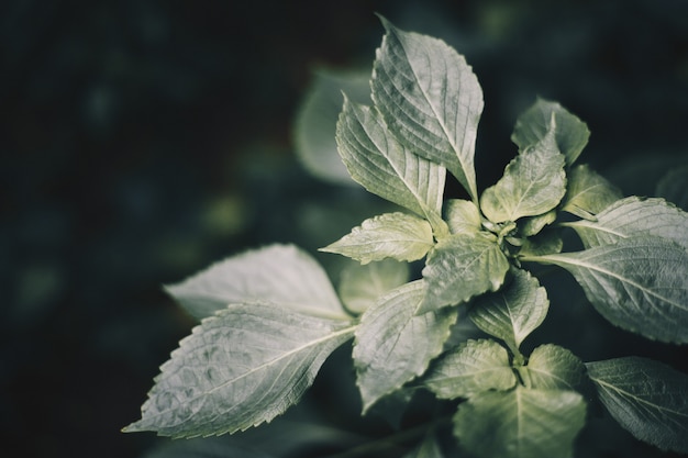 Feuilles vertes fraîches après la pluie