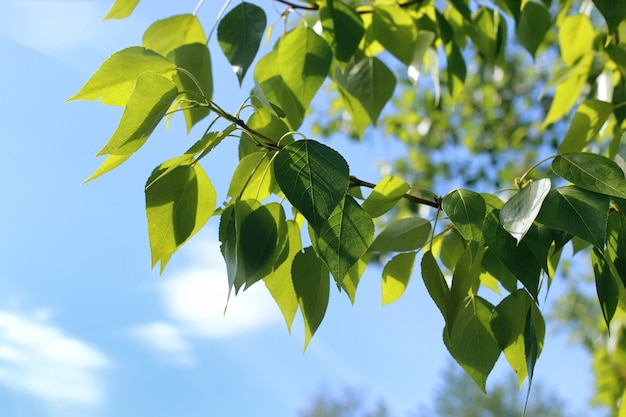 Feuilles vertes fraîches des arbres sur un ciel bleu clair