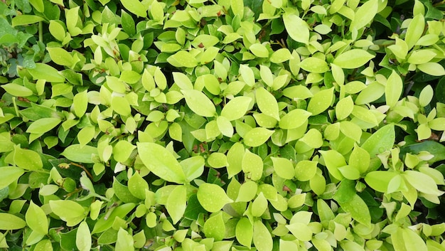Photo des feuilles vertes fraîches sur les arbres du jardin