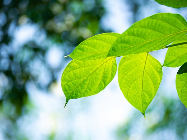 Photo feuilles vertes fraîches des arbres et lumière bokeh