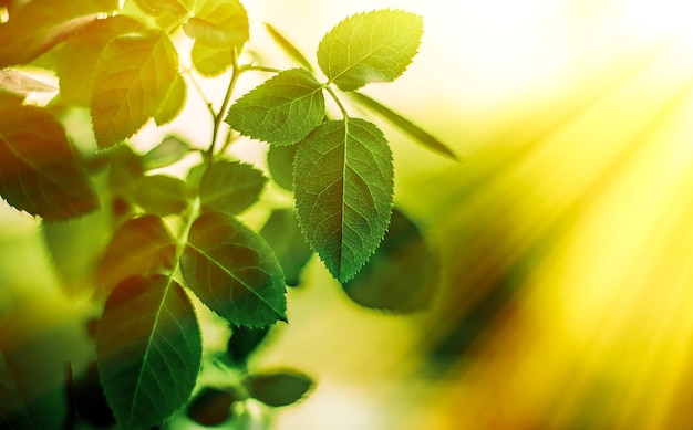 Feuilles vertes fraîches au printemps