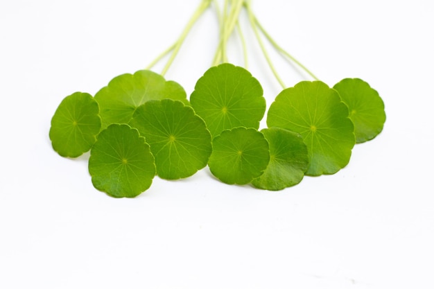 Feuilles vertes fraîches de centella asiatica sur fond blanc