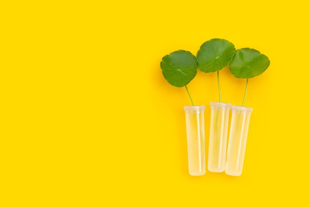 Feuilles vertes fraîches de centella asiatica sur fond jaune