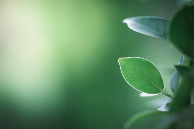 Photo feuilles vertes fraîches avec espace copie, fond flou bokeh et soleil.