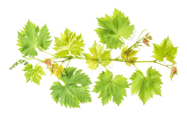 Feuilles vertes fraîches feuille de vigne isolé sur fond blanc