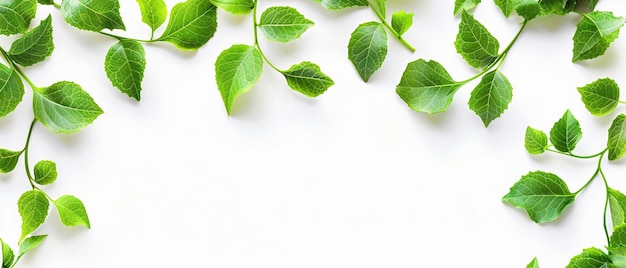 Des feuilles vertes fraîches formant une bordure naturelle