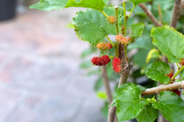 Feuilles vertes fraîches avec des fruits de mûrier dans le jardin