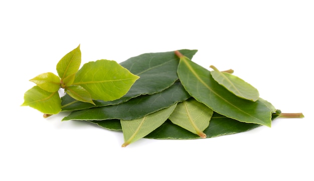 Feuilles vertes fraîches de laurier isolé sur blanc. Laurus isolé.