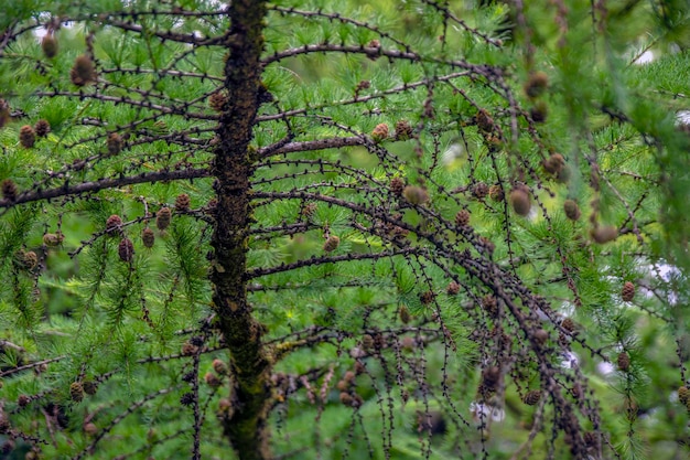 Feuilles vertes fraîches de mélèze japonais de mélèze japonais larix kaempferi en cônes de mélèze d'été sur un branc