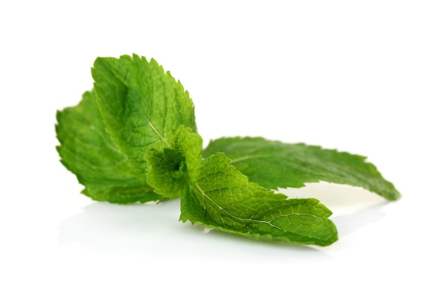 Feuilles vertes fraîches de menthe isolées sur blanc