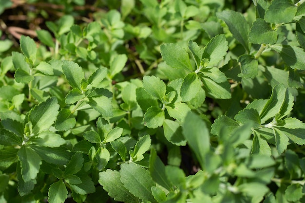 Feuilles vertes fraîches de la plante stevia