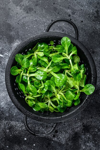 Feuilles vertes fraîches de salade de maïs, mâche d'agneau dans une passoire. Fond noir. Vue de dessus.