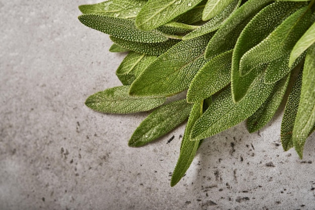 Feuilles vertes fraîches de sauge. Fond de texture abstraite de sauge aux herbes. Notions naturelles. Mise au point douce et sélective. Texture. Maquette.