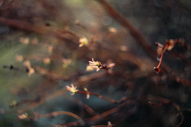 Feuilles vertes fraîches.