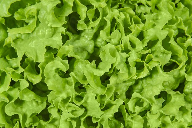 feuilles vertes frisées de salade de laitue