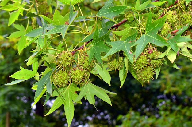 Les feuilles vertes et les fruits de la gomme douce américaine Liquidambar styraciflua dans un parc