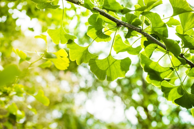 Feuilles vertes de Ginkgo biloba sur un arbre en Slovaquie. Feuilles avec la lumière du soleil. Arbre de jardin.