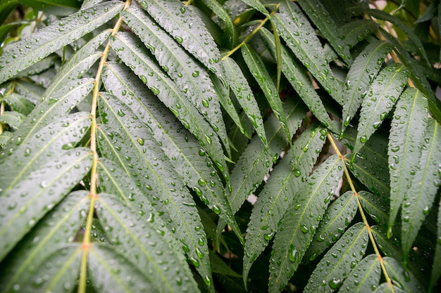 Feuilles vertes avec une goutte d'eau sur fond noir