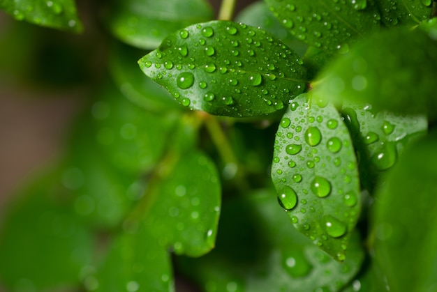 Feuilles vertes avec des gouttelettes d'eau