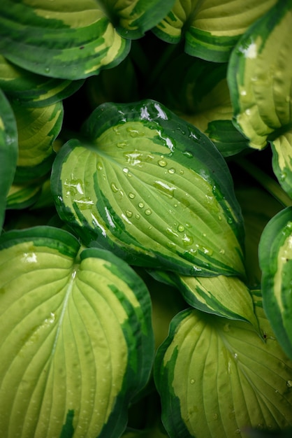 Feuilles vertes en gouttes après la pluie