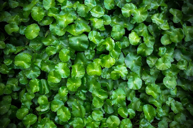 Feuilles vertes avec des gouttes pleut de l'eau Nature fond de plante verte Éclairage discret