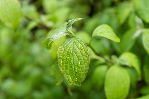 Feuilles vertes avec des gouttes de pluie Concept de temps pluvieux sur le fond de la nature