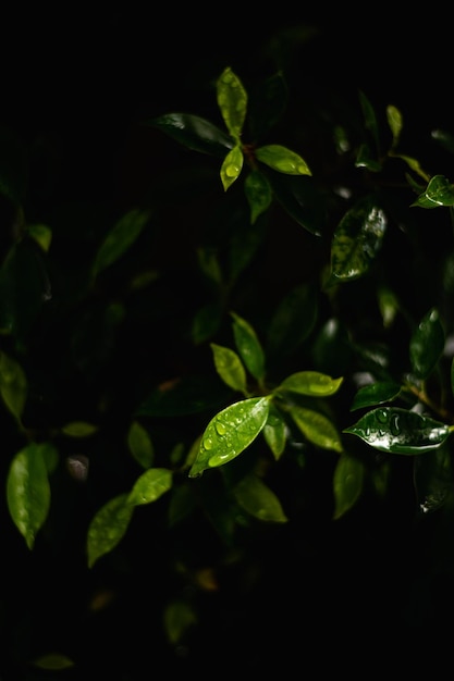 Feuilles vertes avec des gouttes de pluie dans la lumière du matin Fond naturel