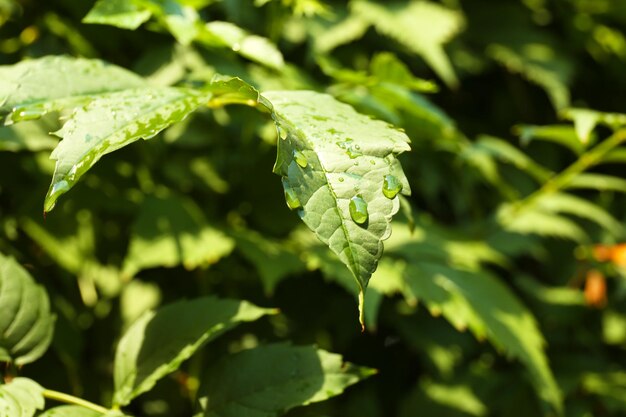 Feuilles vertes avec des gouttes de pluie se bouchent