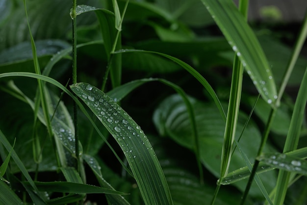 Feuilles vertes avec des gouttes de rosée et de la pluie bouchent le concept de pluie