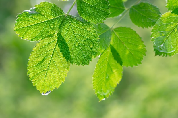 Feuilles vertes avec des gouttes de rosée