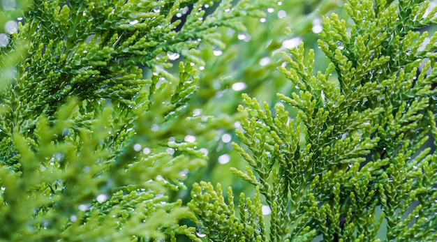 Photo feuilles vertes en gros plan de conifère à feuilles persistantes cyprès ou chamaecyparis lawsoniana après