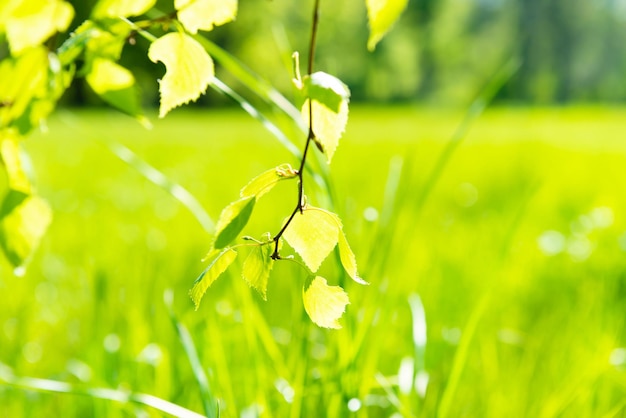 Feuilles vertes sur l'herbe verte douce