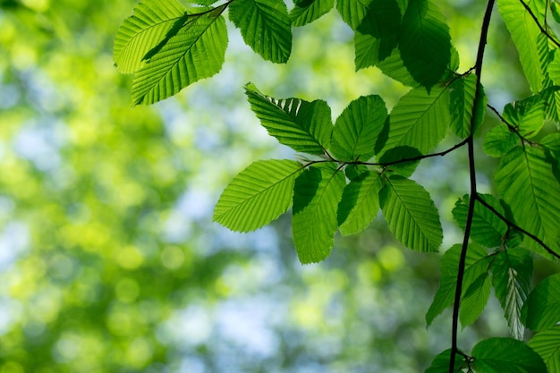 Feuilles vertes sur les horizons verts