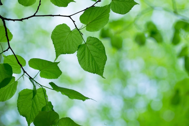 Feuilles vertes sur les horizons verts