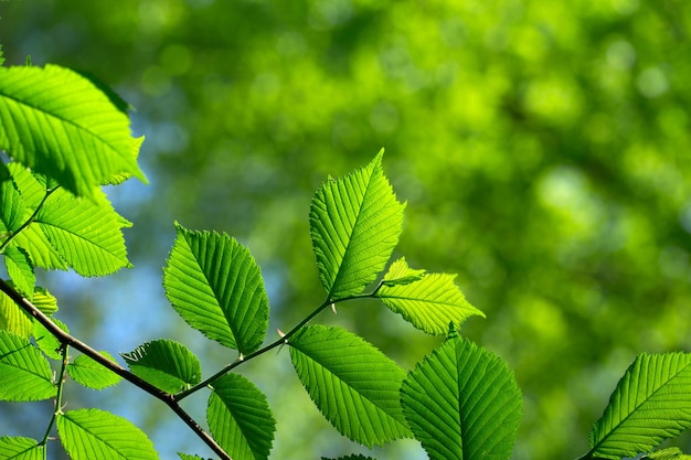 Feuilles vertes sur les horizons verts