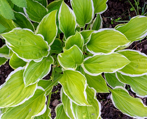 Feuilles vertes d'Hosta albomarginata avec un gros plan de bordure blanche