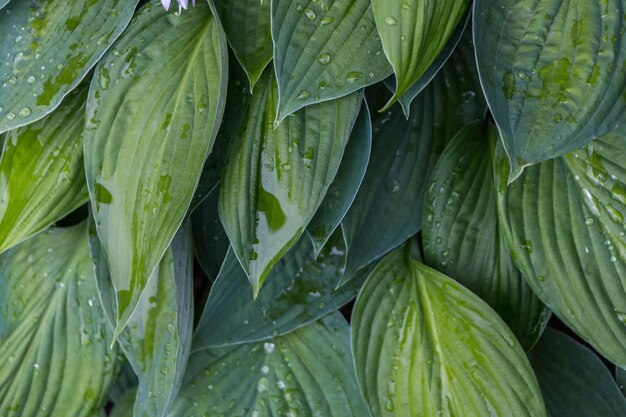 feuilles vertes d'hosta après la pluie